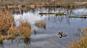 UNSW study on longwall impact on wetlands
